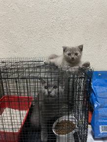 BRITISH SHORT HAIr ANAK&IBU