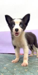 Border collie blue eyes mka microchip
