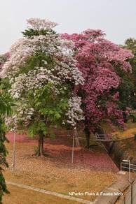 Tabebuia Rosea / Tecoma / Sakura Malaysia