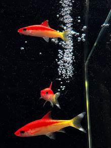 Golden Denison Barb / Torpedo Golden