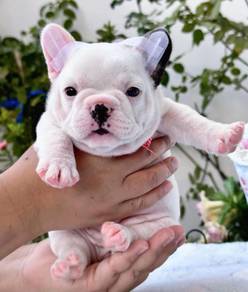 FRENCH BULLDOG PUPPIES 🌻S141 Charming  Boy~Girl
