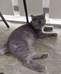 bsh mix bsh silver betina  8 bulan