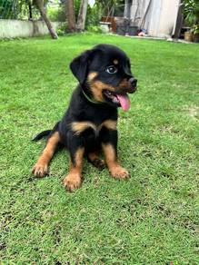 Rottweiler puppies 🐶🐾