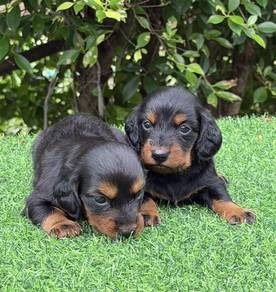 MINIATURE DACHSHUND Puppies VIP88🐻 Black Tan