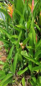 semaian heliconia rostrata