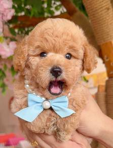 Poodle