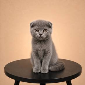 Scottish Fold