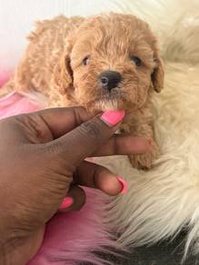 Toy Poodle