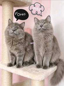 kucing comel