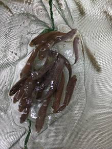 Ikan Tengas Hidup