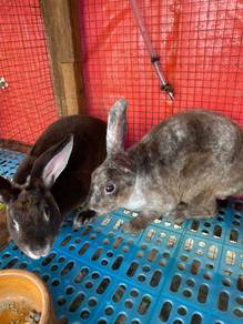 Minerex Rabbit
