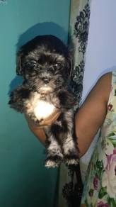 shihpoo 
