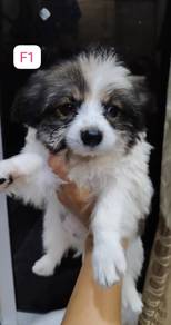 Puppies maltipoo