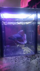 Betta fish purple 