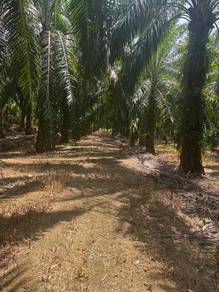 Agricultural Land in Bota, PRK