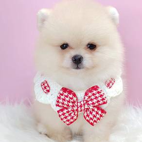 Pomeranian