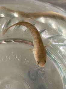 Channa Limbata