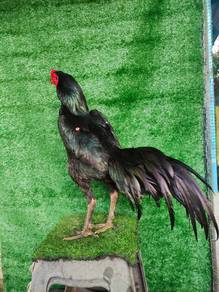 Ayam Ratu Supergreen ( sg )