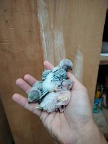 Anak suap budgie c