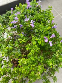 Bonsai Bluebell Micro @ Linh Sam