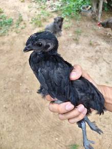 Anak ayam Dongxiang 