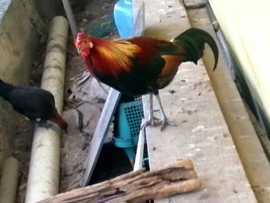 Telur ayam hutan