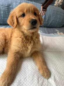 golden retriever puppy