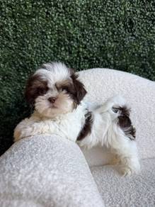 Charming Shih Tzu Fluffy Baby Face Puppy Baby Pupp