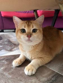 BSH Golden (Jantan)