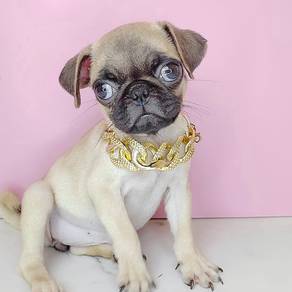 Pug