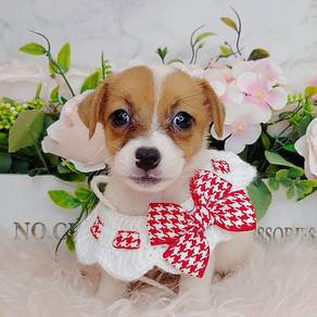 Jack Russell