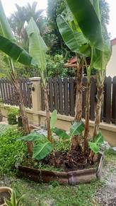 Anak Pokok Pisang Tanduk 
