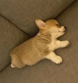 Bundle-of-joy Corgi Cute Fluffy Butt Puppy Puppy