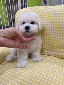 Tiny bichon boy