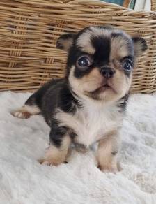 CHIHUAHUA PUPPIES VIP80🌷Head Apple Bonnie Dog
