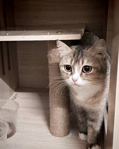 bsh black golden