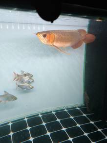 sepauk arowana