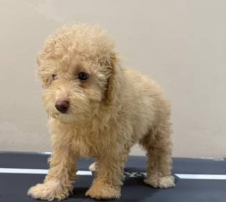 Maltipoo 