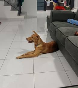 dog adoption 