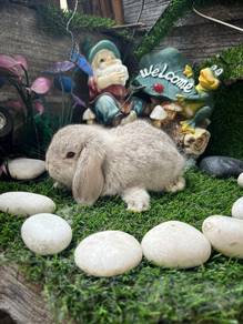 Holland lop