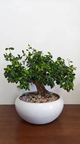 Bonsai Bluebell Berbunga Pink