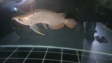 Arowana mgbb