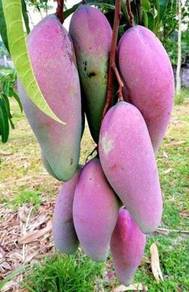 Benih Mangga Gajah