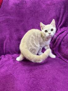 British shorthair kitten