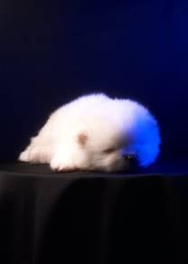 Pomeranian Puppy (Open Booking)