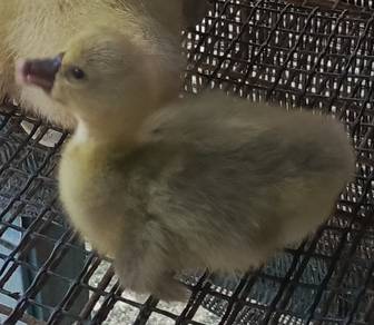 Anak Angsa