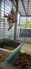sugar glider