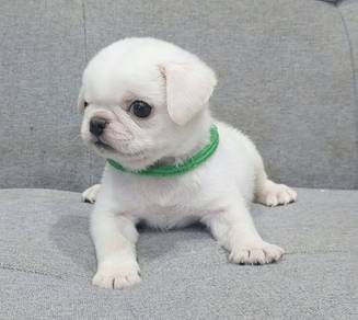 PUG PUPPIES 709🌻 Male White Color