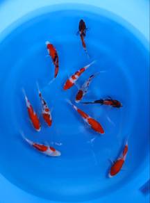 Japanese koi