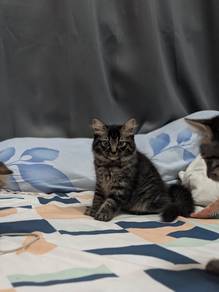Kitten BLH mix